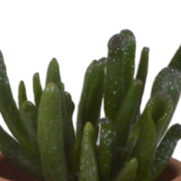 Vetplanten mix 5.5 cm - 5x - in terracotta pot