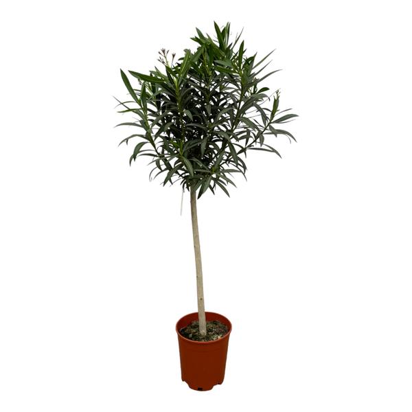 Nerium Oleander op Stam - Rode Bloem