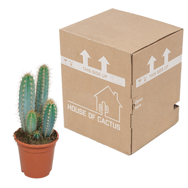 Pilosocereus azureus - 17cm - zonder pot