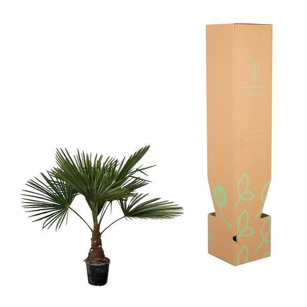 Trachycarpus – 100 cm – Ø21