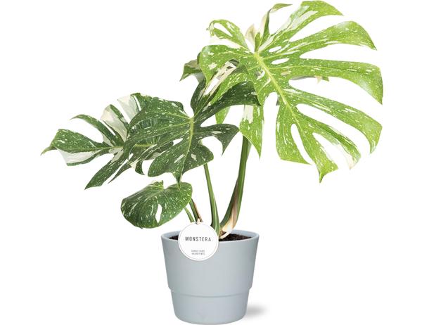Monstera Thai Constellation - Ø15cm - ↕40-50cm + Pot Basic D16x13,5cm - Wit