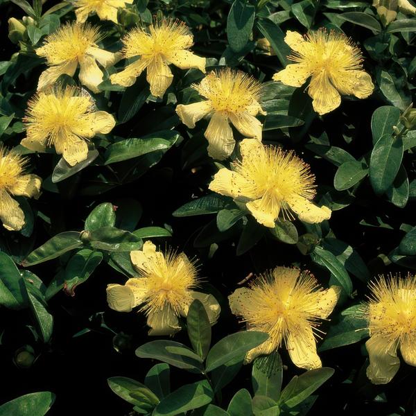 Hypericum calycinum - ↕10-25cm - Ø9cm - 20x