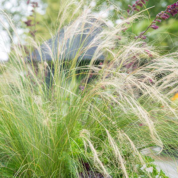 Stipa tenuissima &