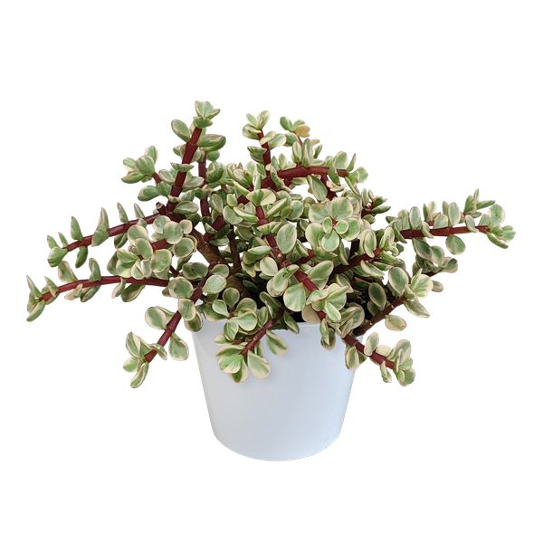Portulacaria afra Variegata 10,5cm - in witte pot