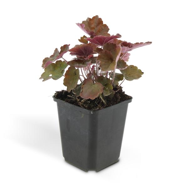 Heuchera mic. &