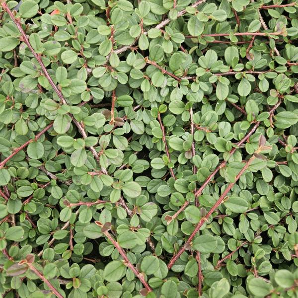 Cotoneaster pr. &