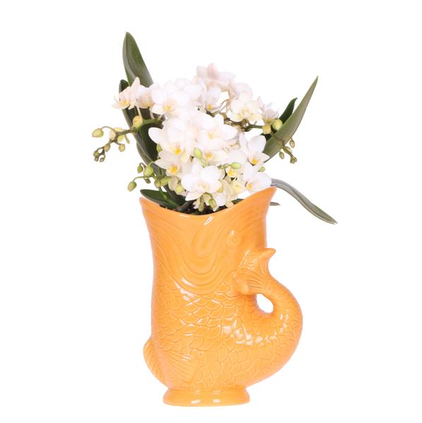 Kolibri Orchids | Witte orchidee &