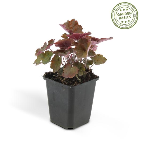 Heuchera mic. &