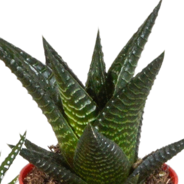Gasteria/Haworthia mix 5,5cm - 5x - in gekleurde plasticpot