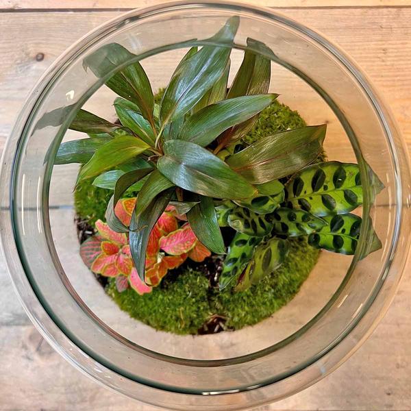 Milky Palm terrarium