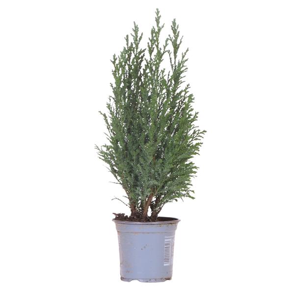 Mini Kerstboom Ellwoodii
