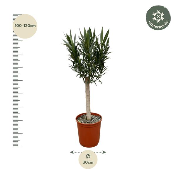 Nerium Oleander op Stam - Witte Bloem M