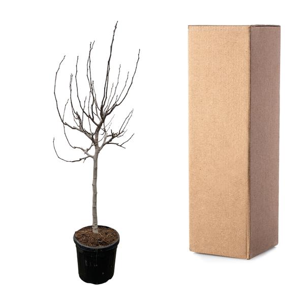 Ficus Carica on stem - 225 cm - ø40