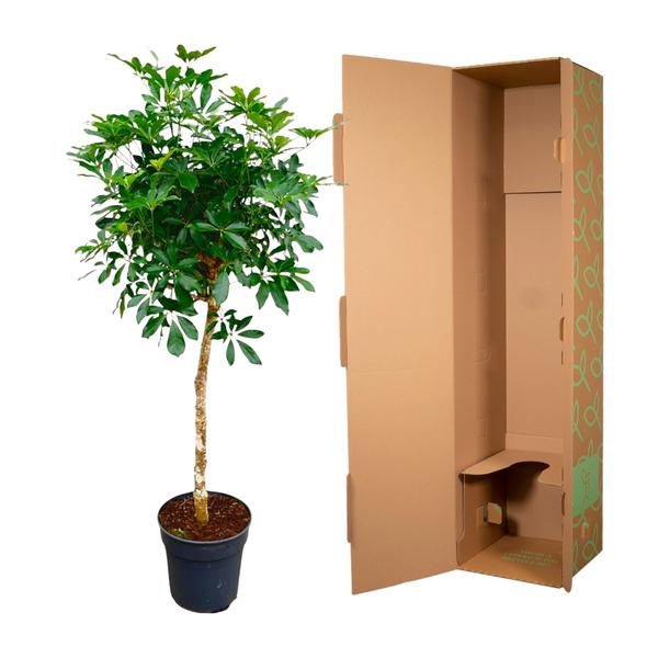 Schefflera on trunk - 180cm - ø35