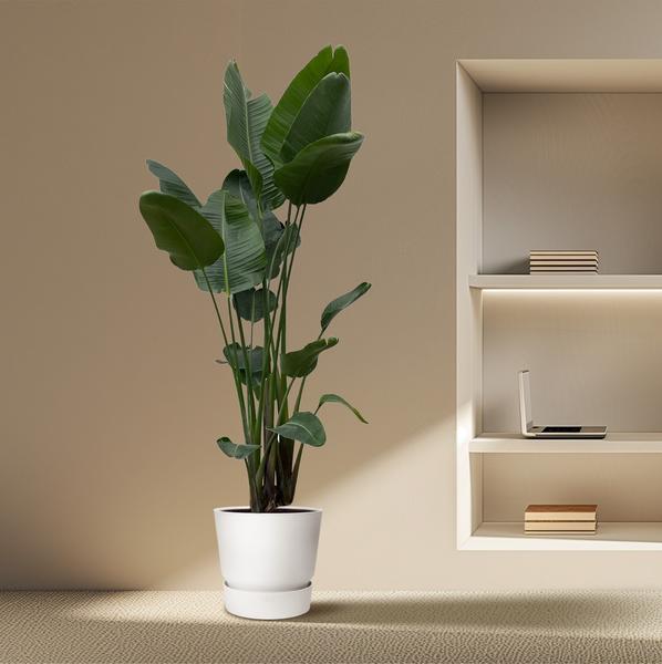 Strelitzia Nicolai XXL