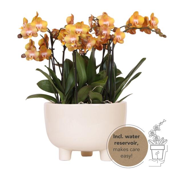 Mono Bouquet oranje in Gummy dish inclusief Waterreservoir