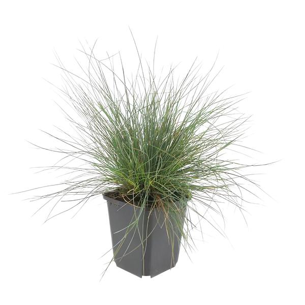 Festuca glauca &