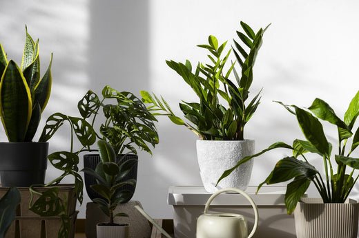 5 Meest Makkelijke Kamerplanten - Bloomado