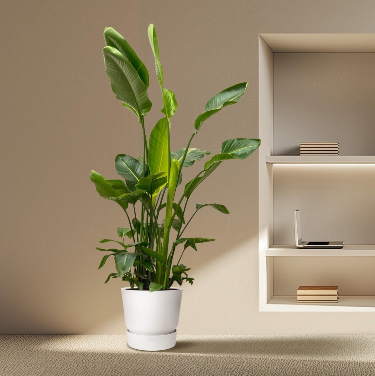 De Ultieme Gids voor XXL-Planten: Hoe Maak Je van Je Huis een Groene Oase? - Bloomado