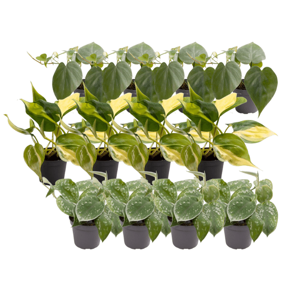 12x Philodendron Scandens Mix - Bloomado
