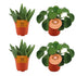2x Aloe Paradisicum + 2x Pilea Peperomoides - 4 stuks - Ø10.5cm - ↕10cm - Bloomado