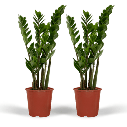 2x Zamioculcas Zamiifolia - Emerald palm - 50cm - ø14 - Bloomado