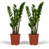 2x Zamioculcas Zamiifolia - Emerald palm - 50cm - ø14 - Bloomado
