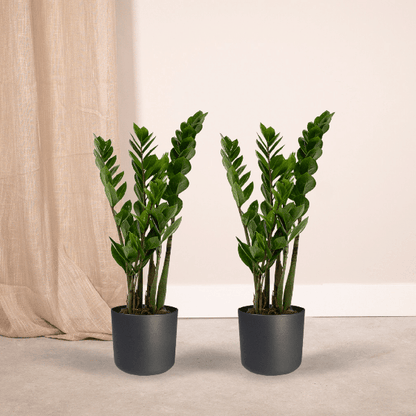 2x Zamioculcas Zamiifolia - Emerald palm - 50cm - ø14 - Bloomado