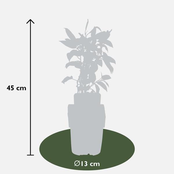 3x - Actinidia arguta &