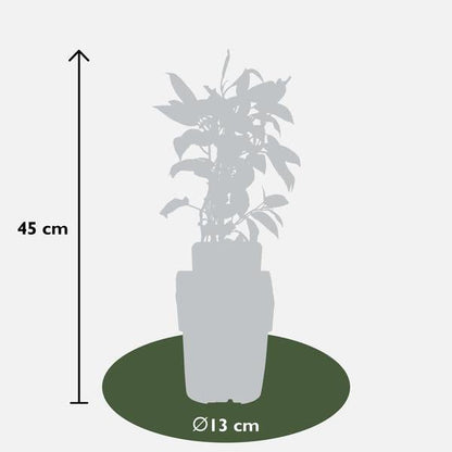 3x - Actinidia arguta &