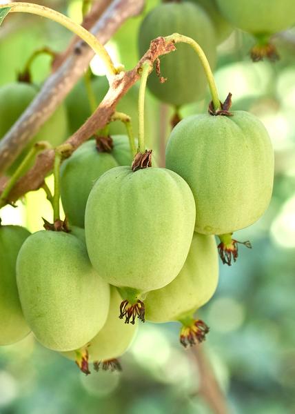3x - Actinidia arguta &