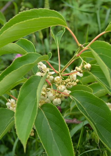 3x - Actinidia arguta &