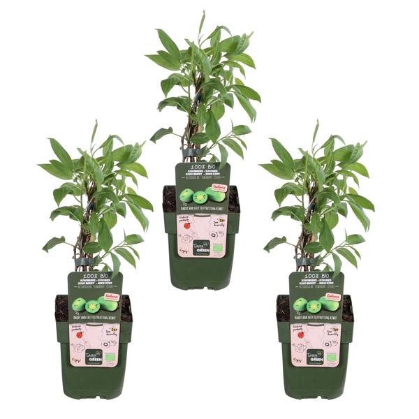 3x - Actinidia arguta &