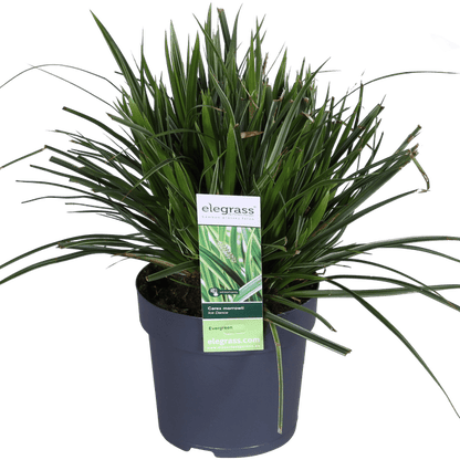 3x - Carex morrowii &