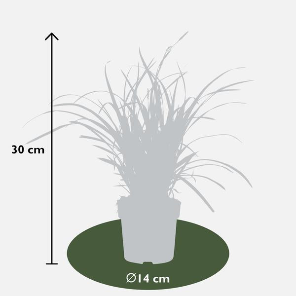 3x - Carex morrowii &