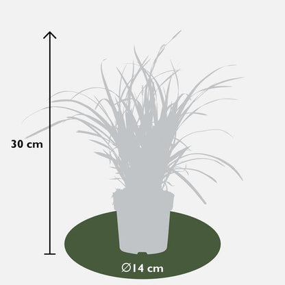 3x - Carex morrowii &