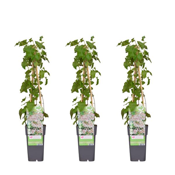 3x - Fallopia baldschuanica - ↨65cm - Ø15 - Bloomado