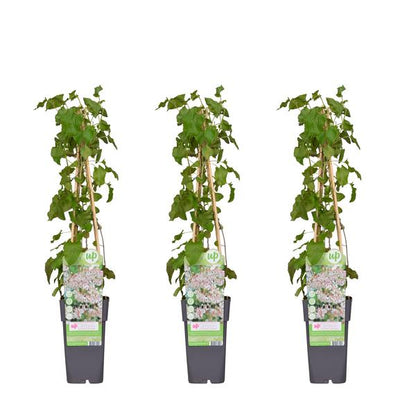 3x - Fallopia baldschuanica - ↨65cm - Ø15 - Bloomado