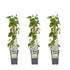 3x - Fallopia baldschuanica - ↨65cm - Ø15 - Bloomado