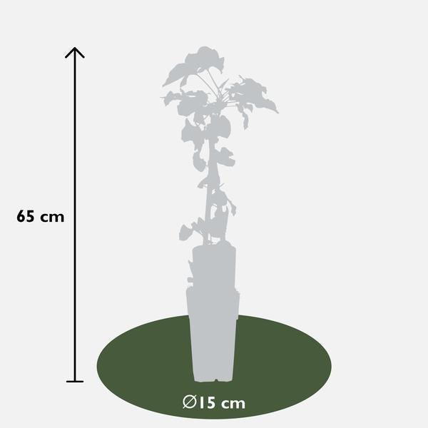 3x - Fallopia baldschuanica - ↨65cm - Ø15 - Bloomado