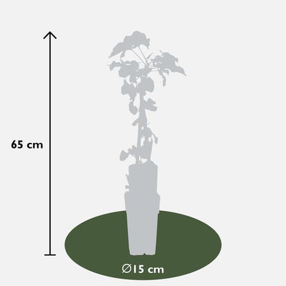 3x - Fallopia baldschuanica - ↨65cm - Ø15 - Bloomado