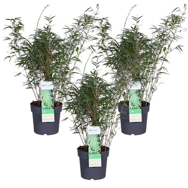 3x Fargesia rufa - ↨80cm - Ø23 - Bloomado