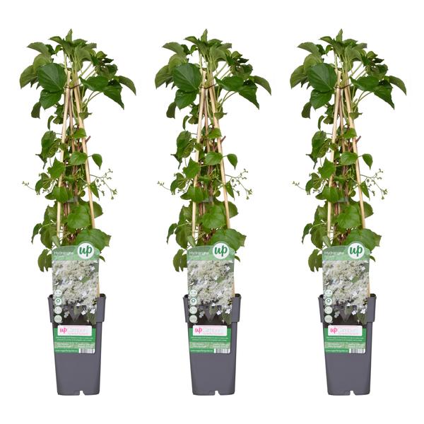 3x - Hydrangea petiolaris - ↨65cm - Ø15 - Bloomado