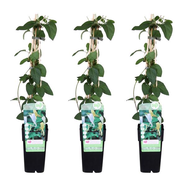 3x - Lonicera japonica &