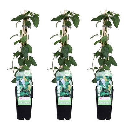 3x - Lonicera japonica &