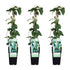 3x - Lonicera japonica &
