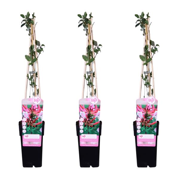 3x - Lonicera periclymenum &