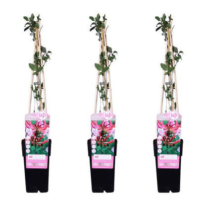 3x - Lonicera periclymenum &
