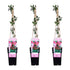 3x - Lonicera periclymenum &