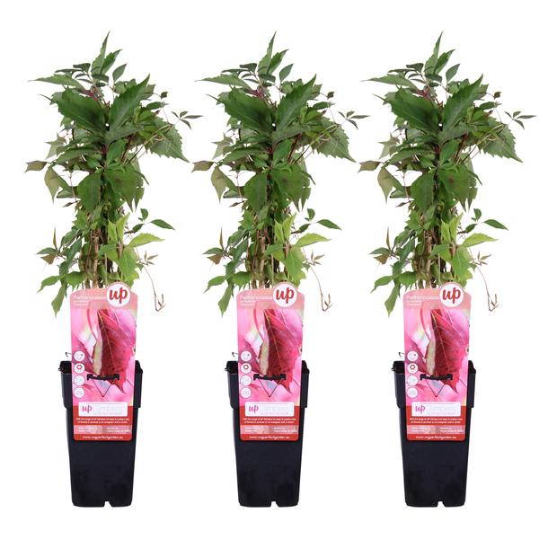 3x - Parthenocissus q. var. &